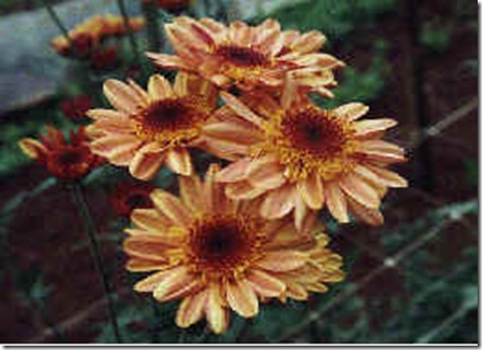 crisgi5