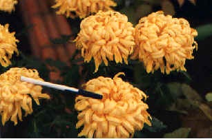[crisglGLOBOSA[4].jpg]