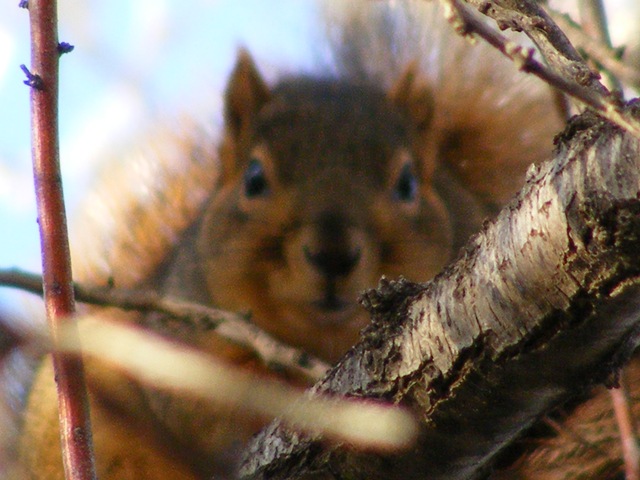 [Squirrel 2[9].jpg]