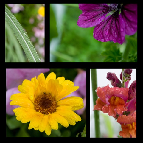 [Garden Flowers[5].jpg]