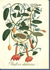 Passiflora adulterina