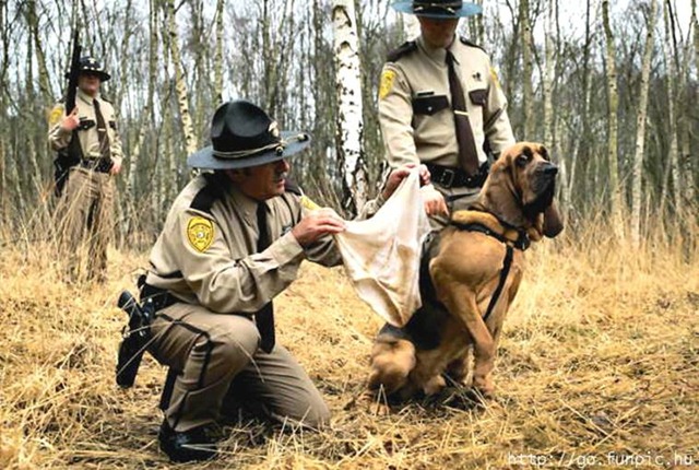 [bloodhound[3].jpg]
