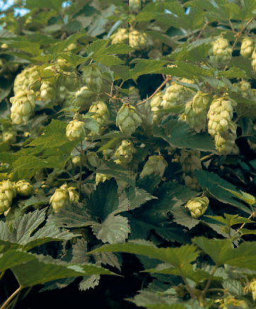 humulus lupus