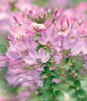Cleome
