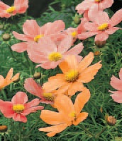 Cosmea