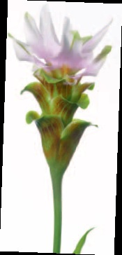 Safranwurz