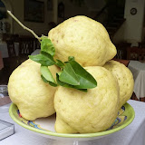 Sonnino
