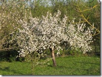 apple tree