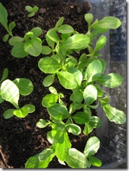 Joy's Cos Lettuce