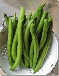 1st broad beans