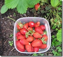 1st strawberries