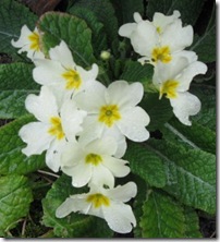 primroses