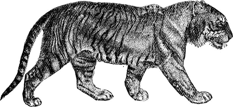 MMX: Year of the tiger