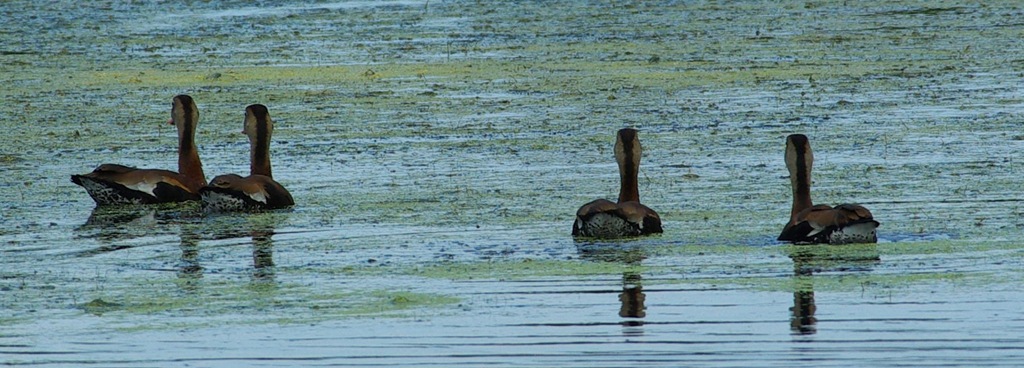 [Whistling_Ducks_IMGP0141[2].jpg]