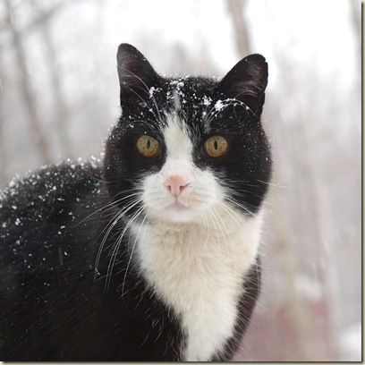 Feb26_Pickles Feb26_Pickles