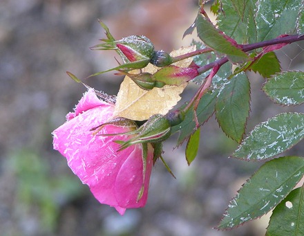 DSCN0554 DSCN0554
