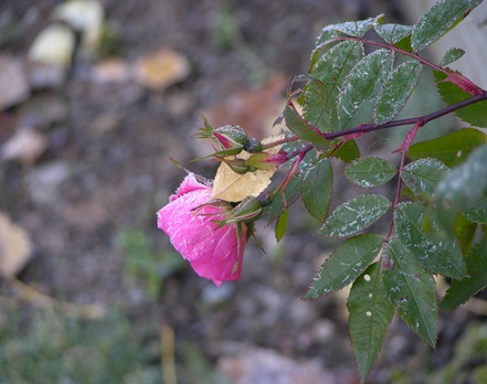 DSCN0552 DSCN0552