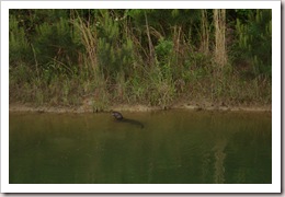Picture 035