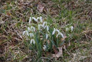 Snow Drop Snow Drop
