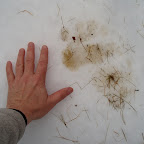 January 2009: Bear visitor