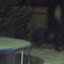 Black bear with head in black compost bin, at night Black bear with head in black compost bin, at night