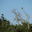 Eagle on North Finger Island, Sucia