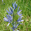 Native Camas Native Camas