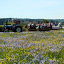 Hayride through prairie Hayride through prairie