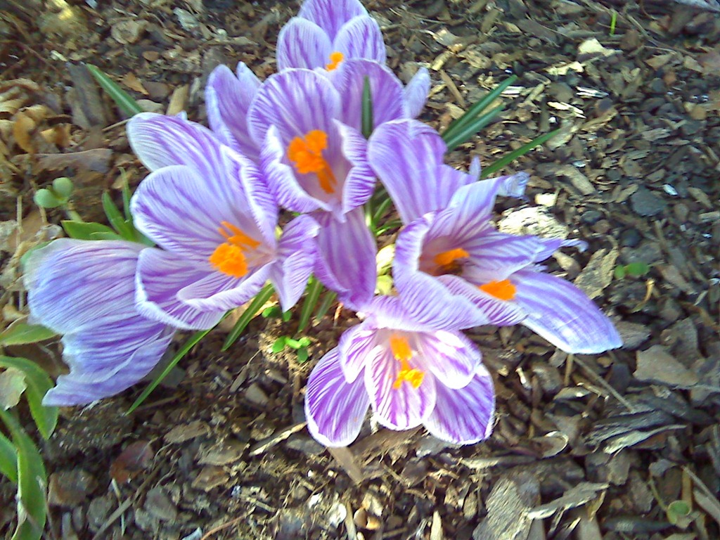 [Spring![5].jpg]