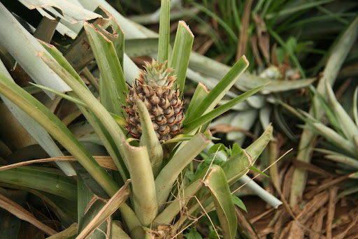 pinapple