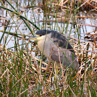 Black-crowned Night Heron