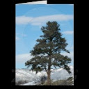 Simply Nature Cards's Store at Zazzle — For sick ass greeting cards A place to get some really great greeting cards