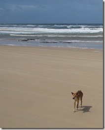 Fraser's dingoes are the world's most genetically pure species of dingo, making Fraser home to yet another singularity (click to enlarge)