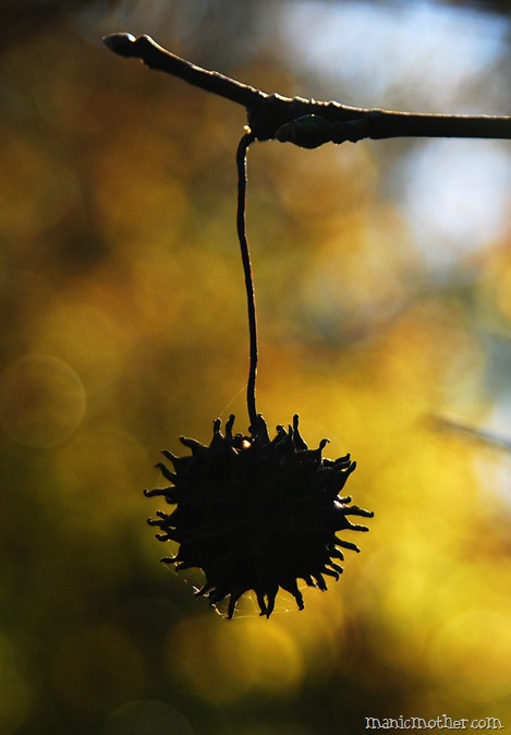 sweetgum