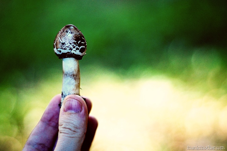 shroom