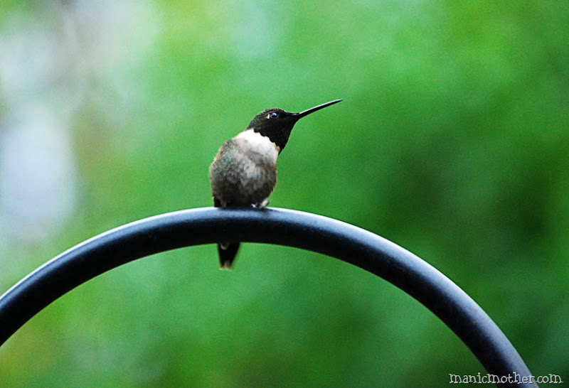 ruby throated hummingbird
