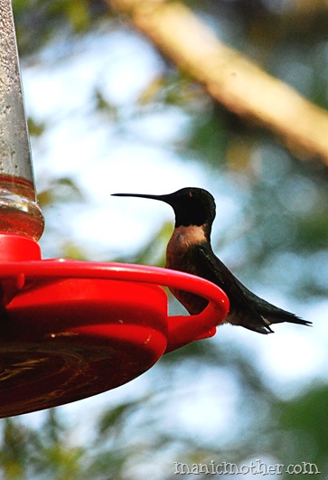 florida hummingbird
