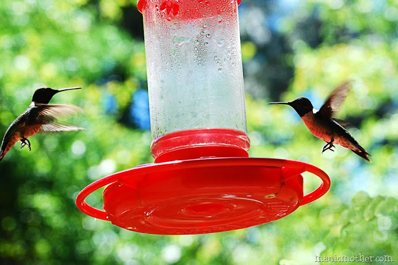 male hummingbirds at feeder
