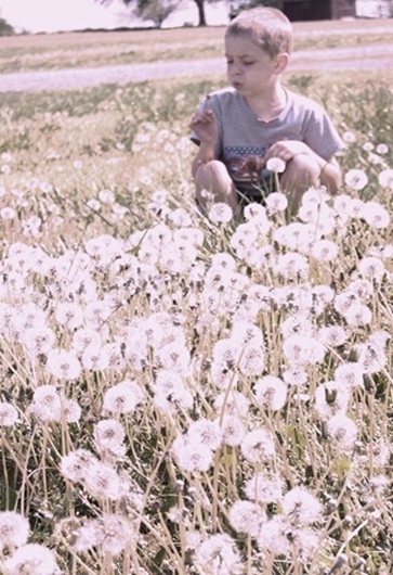 dandelions