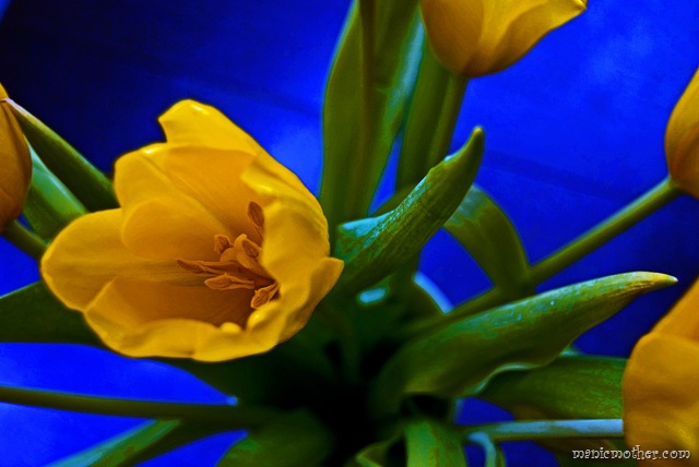 [bluetulip_edited111.jpg]