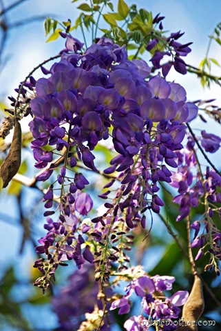 [wisteria9.jpg]