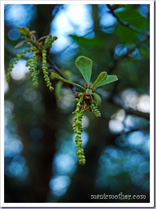 spring pollen
