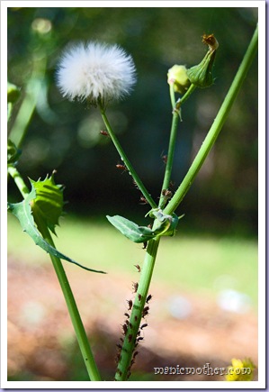 dandy2