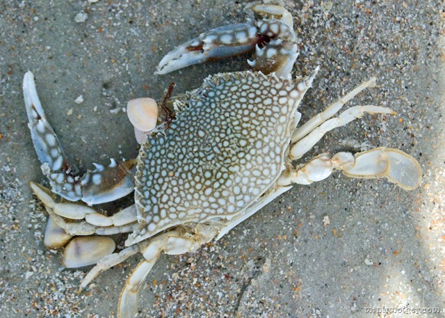 [oceancrab2.jpg]