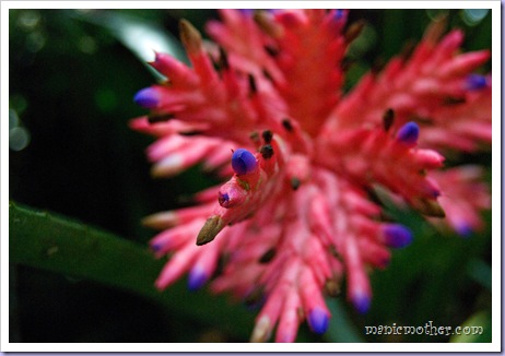 bromeliad