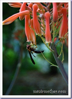 wasp