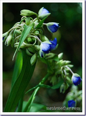 blueflowers