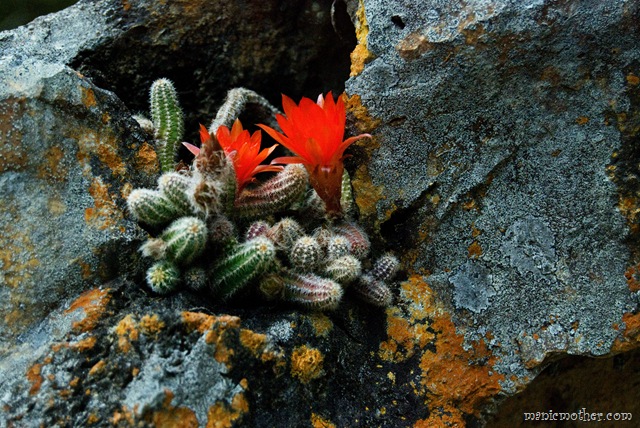 [cactuws12.jpg]