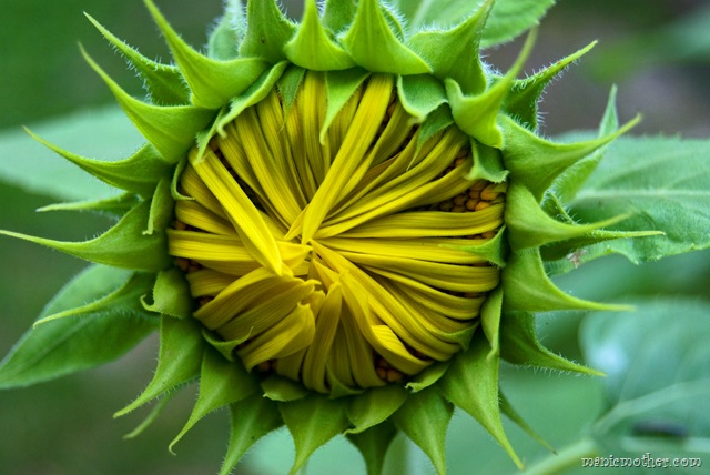 [sunflower9.jpg]