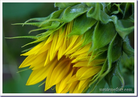 sunflower1